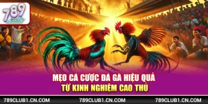 Mẹo Cá Cược Đá Gà Hiệu Quả Từ Kinh Nghiệm Cao Thủ